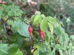 Rosa pendulina, photograph (c) Jason Grant, some rights reserved (CC BY)