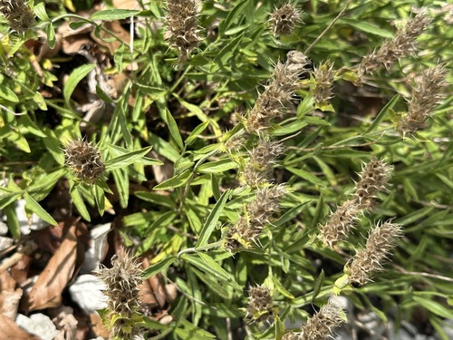 Sideritis hyssopifolia, photograph 4