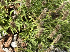 Sideritis hyssopifolia, photograph (c) Jason Grant, some rights reserved (CC BY)