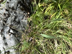 Bupleurum falcatum, photograph (c) Jason Grant, some rights reserved (CC BY)