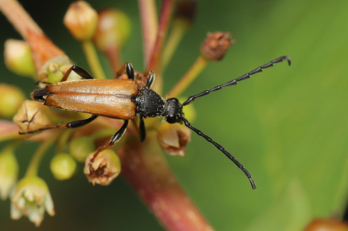 Red Pine Longhorn Beetle