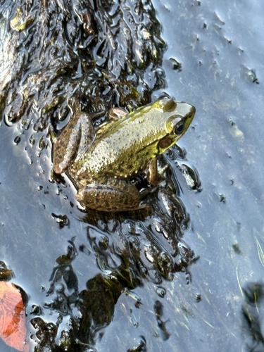 Green Frog