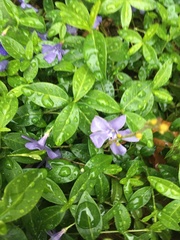 Vinca minor