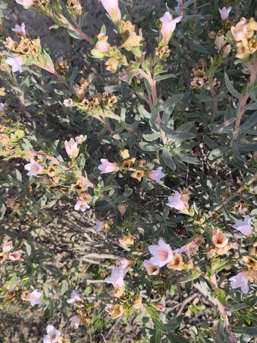 Lobostemon fruticosus, photograph 5