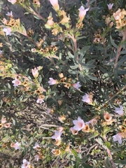 (c) Jeanette Clarke, some rights reserved (CC BY-SA) Lobostemon fruticosus, photograph (c) Jeanette Clarke, some rights reserved (CC BY-SA)