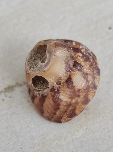Gibbula adansoni, 2026-08-27
