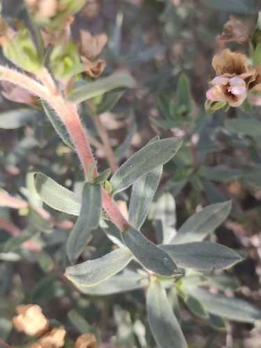 Lobostemon fruticosus, photograph 6
