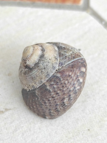 Gibbula adansoni, 2026-08-27