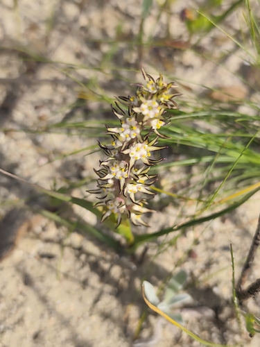 Wurmbea monopetala (Wurmbea monopetala)