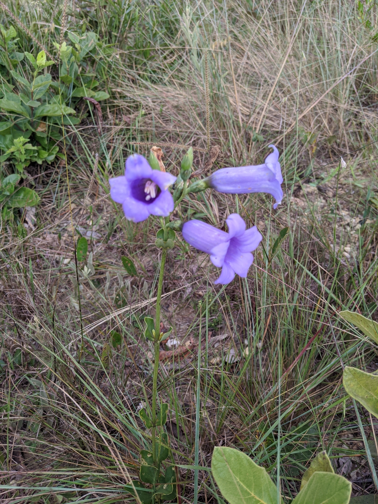 Calolisianthus speciosus
