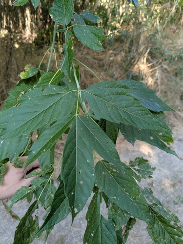 box elder
