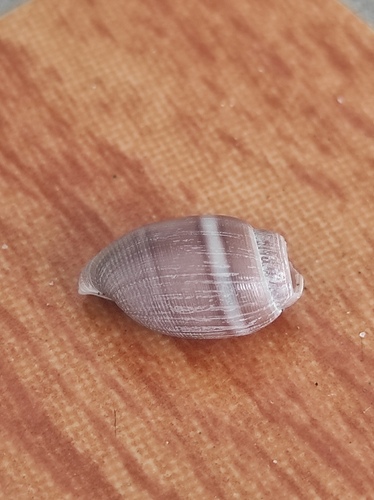 Acteon tornatilis observed 2026-08-27