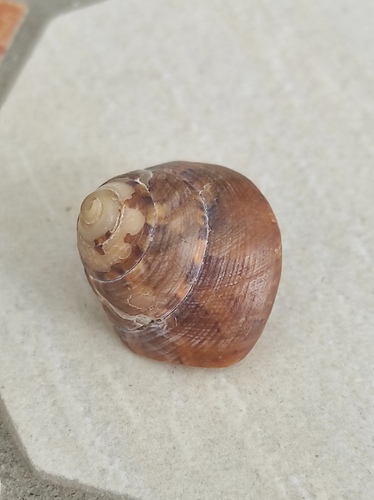 Gibbula adansoni, 2026-08-27