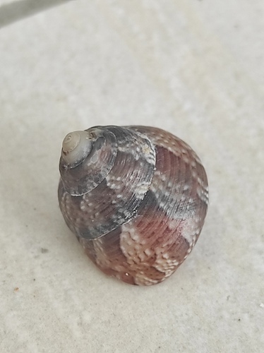 Gibbula adansoni, 2026-08-27