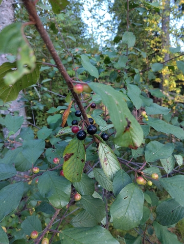 alder buckthorn