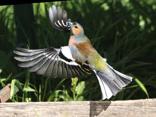 Common Chaffinch