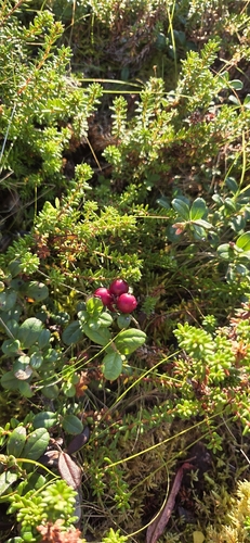 Lingonberry