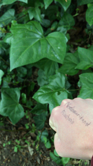 Magnoliopsida