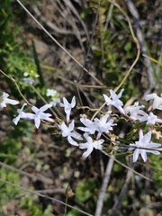 Cyphia volubilis