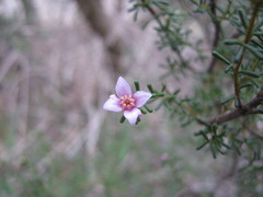Boronia inornata