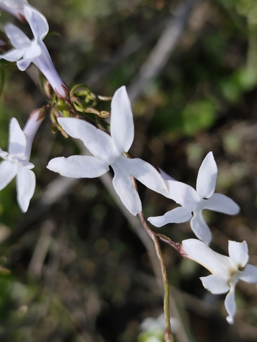 Cyphia volubilis, photograph 2