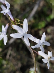 Cyphia volubilis, photograph (c) Jeanette Clarke, some rights reserved (CC BY-SA)
