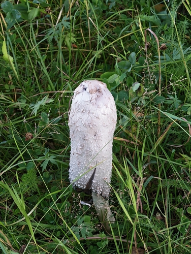 Shaggy Mane