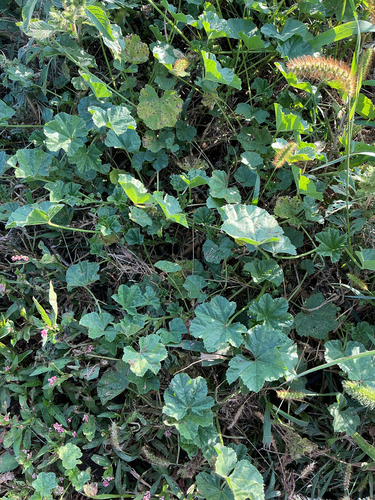 dwarf mallow