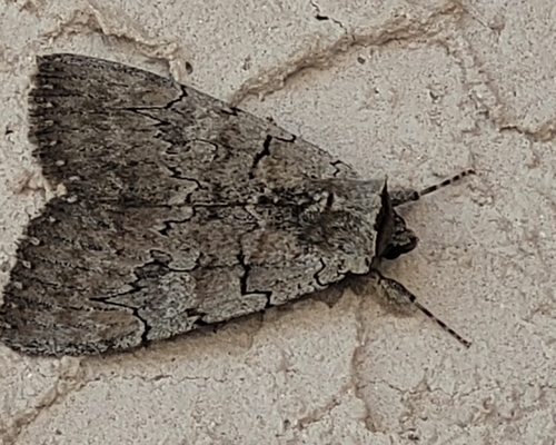 Pink Underwing