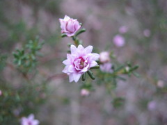 Boronia inornata