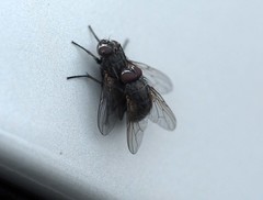 Calyptratae
