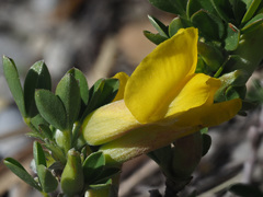 Chamaecytisus ratisbonensis