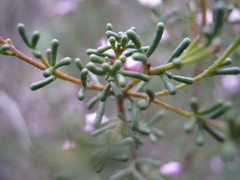 Boronia inornata