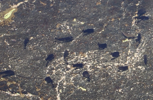 Monrovia Doctorfish