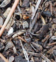 Liometopum apiculatum