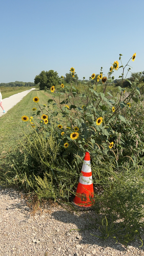 Common Sunflower