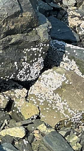 Northern Acorn Barnacle