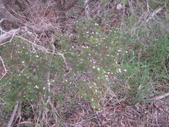 Boronia inornata