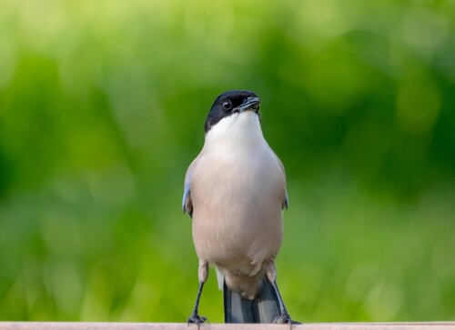 Iberian Magpie