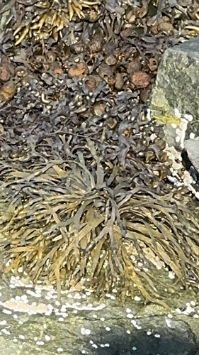 Knotted Wrack