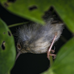 Orthotomus