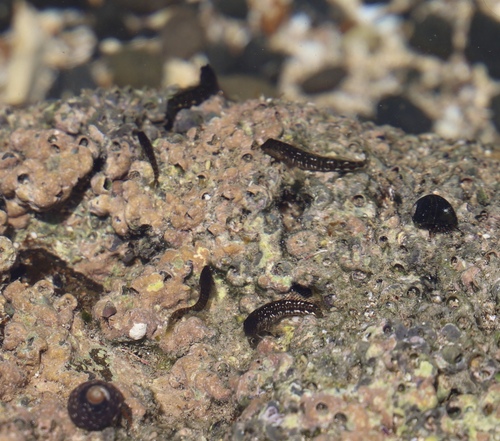 Sailfin Rockskipper