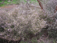 Boronia inornata