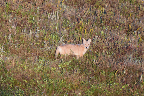 Coyote
