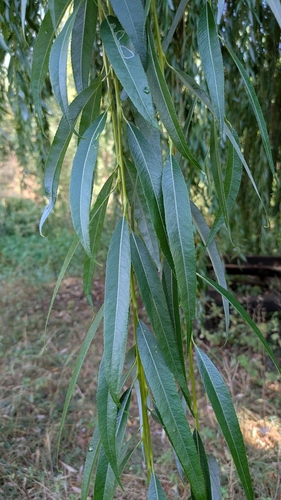 Salix × pendulina, photograph 2