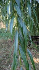 Salix × pendulina, photograph author not stated, no rights reserved
