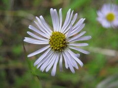 Brachyscome ciliaris