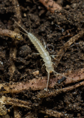 Nicoletiidae