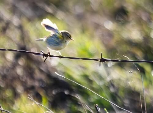 Iberian Chiffchaff