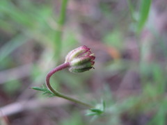 Brachyscome ciliaris